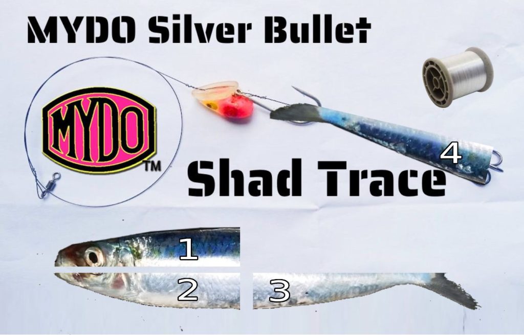 Sardine bait up fishing with the MYDO Shad Trace
