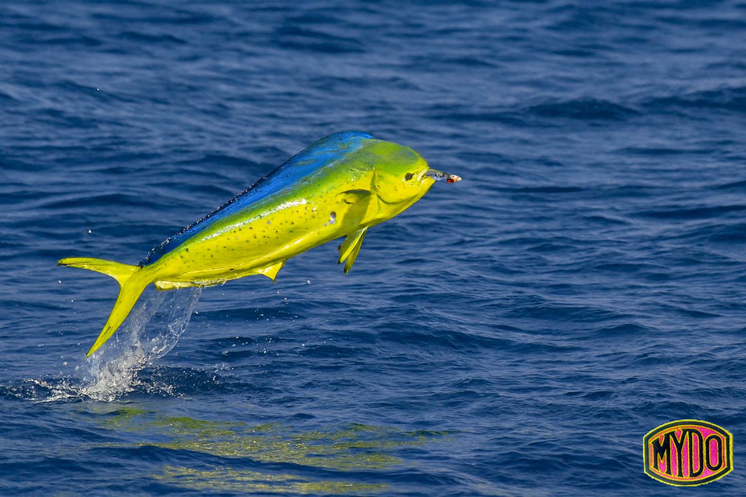 MYDO Dorado Skywalking